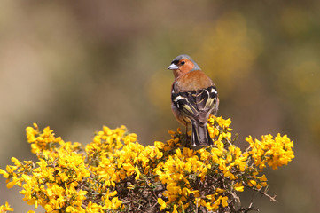 Male of Common chaffinch, Fringilla coelebs