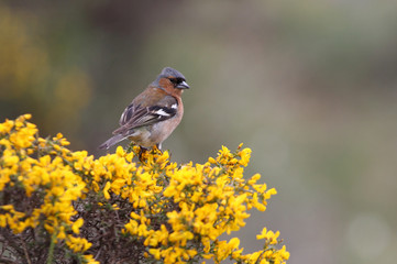 Male of Common chaffinch, Fringilla coelebs