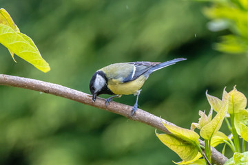 blue tit on a branch