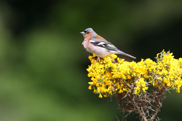 Male of Common chaffinch, Fringilla coelebs