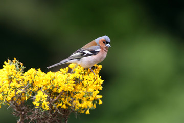 Common chaffinch, Fringilla coelebs, birds