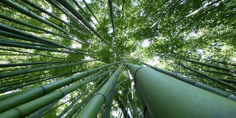 Fototapeta na wymiar sous les bambous