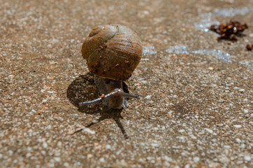 Facing Snail On Concrete 
