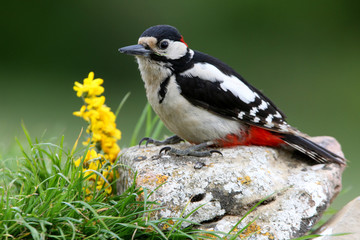 Obraz premium Male of Great spotted woodpecker, Dendrocopos major,