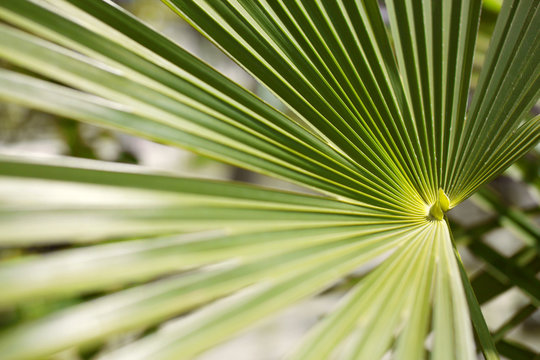 Green palm leaves in botanic garden, floral pattern background, real photo