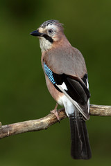 Jay, Garrulus glandarius, corvidade