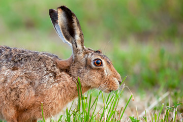 Wild hare close up eating grass in UK