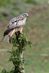 Red Kite, Milvus milvus