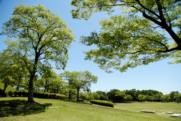 新緑　公園　広場　芝生広場　緑地公園　緑地　