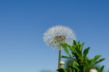 Naklejka premium Dandelion on sky background wallpaper, dandelion closeup