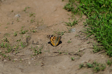 painted lady on the ground, Cynthia