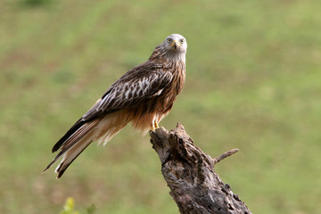 Red Kite, Milvus milvus,
