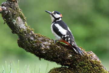 Male of Great spotted woodpecker, Dendrocopos major,