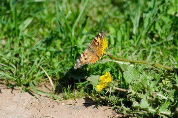 painted lady on the flower, Cynthia