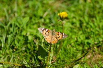 painted lady on the flower, Cynthia