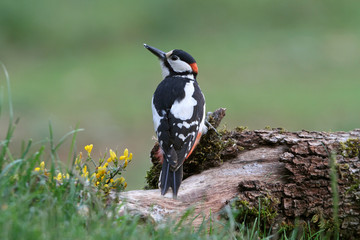 Male of Great spotted woodpecker, Dendrocopos major,