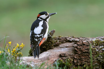 Male of Great spotted woodpecker, Dendrocopos major,