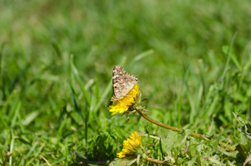 painted lady on the flower, Cynthia