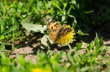 painted lady on the flower, Cynthia