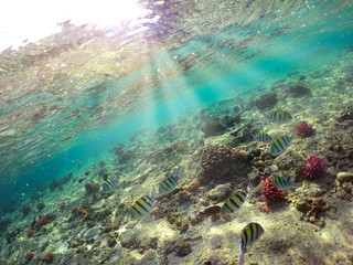 Wonderful and beautiful underwater world with corals and tropical fish.