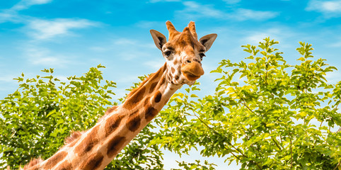 Portrait of giraffe in nature. Giraffe looking forward, green trees and blue sky in the background. Wildlife banner.