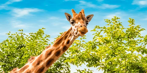 Poster Portrait of giraffe in nature. Giraffe looking forward, green trees and blue sky in the background. Wildlife banner. © Nancy Pauwels