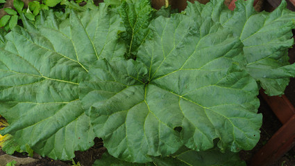 Leaves of rhubarb growing in the garden. First vitamins.