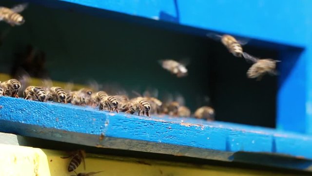 Close up of flying bees in the front of wooden beehive entrance. Bee flying to hive. Honey bee drone enter the hive. Hives in an apiary with working bees flying to the landing boards. Bees convert nec