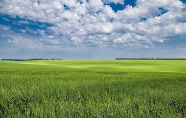Green field of winter wheat on blue cloudy sky background in spring in sunny day