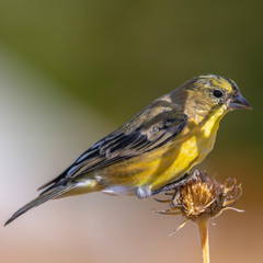 Square Beautiful bird perched on the dry flower of a plant on a sunny day