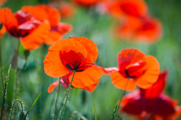 close up of beautiful red poppy flowers, symbol or remembrance and memory.