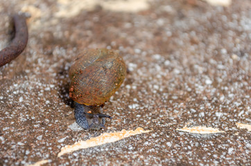 Facing Shell Snail On Concrete 