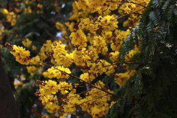 autumn, tree, nature, yellow, fall, leaf, leaves, forest, season, maple, trees, green, foliage, sky, park, bright, flower, blue, landscape, color, plant, colorful, orange, branch, red