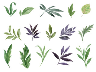 A set of leaves. Watercolor painting set of leaves on a white background. Design element. Elegant leaves for art design. Set of green leaves, herbs and branches.