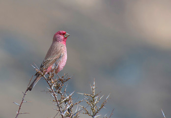 Great Rosefinch (Carpodacus rubicilla)