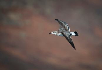 Pallas's Gull (Larus ichthyaetus)