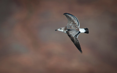 Pallas's Gull (Larus ichthyaetus)