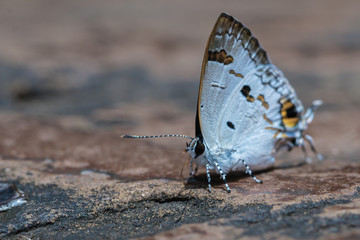 Hypolycaena erylus the Common Tit  a beautiful butterfly in the nature background.