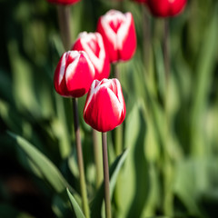 Detail of a red tulip in the tulip field during a sunny day in the Keukenhof garden, Netherlands