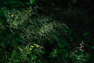Touffe d'herbes au soleil