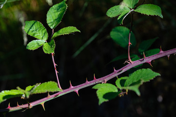 Obraz premium Feuilles et épines de ronces
