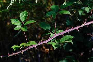 Feuilles et épines de ronces