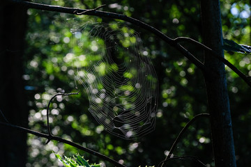 Toile d'araign&eacute;e dans les bois