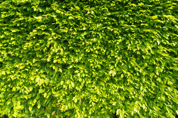 Wall hedge of green leaves in the rays of the bright morning sun. Creative vintage natural background.