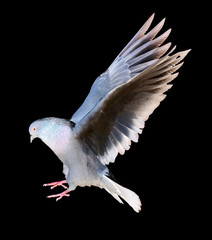 isolated on black dark gray flying pigeon
