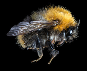 large bumblebee isolated on black