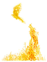small bird flying from high yellow flame