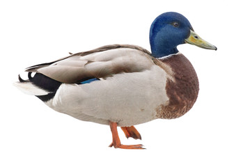 Naklejka na ściany i meble blue head one duck isolated on white