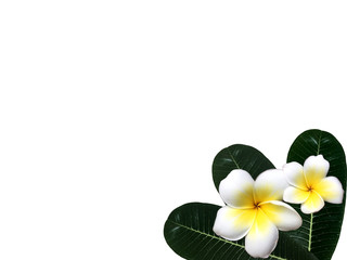 Green frangipani or plumeria leaf with water drops and flower isolated on white background.