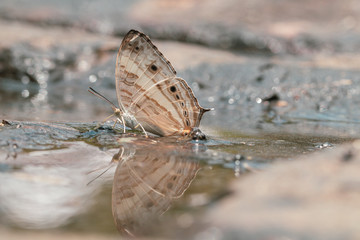 Cyrestis Cocles (Marbled Map) butterfly in nature background.Butterfly eating water on the rock in the forest.